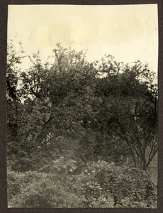 805383 Gezicht op het, achter bomen schuilgaande, huis Cammingha (Camminghalaan 34) te Bunnik.